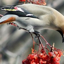 Схема вышивки «Обед»