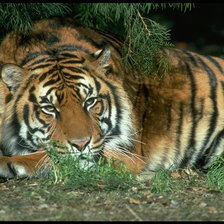 Схема вышивки «тигр»