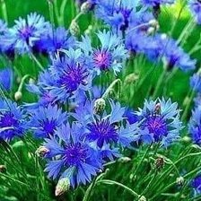 Схема вышивки «chabry»