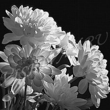 Схема вышивки «Хризантемы»