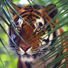 Схема вышивки «тигр»