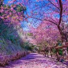 Схема вышивки «cerezos»