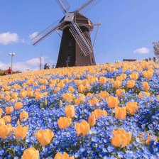 Схема вышивки «Molino3»