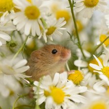 Схема вышивки «Мышонок в ромашках»