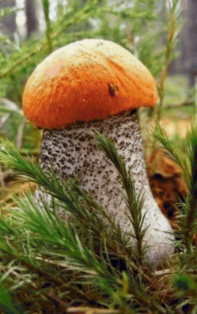 Красавчик - лес, грибы, подосиновик - предпросмотр