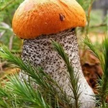 Схема вышивки «Красавчик»