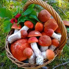 Удача грибника