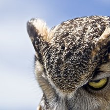 Схема вышивки «Сова»