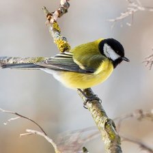 Схема вышивки «Синичка»