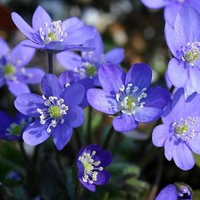 Схема вышивки «Весенние цветы»