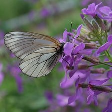 Схема вышивки «Бабочка Боярышница»