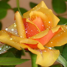 Схема вышивки «Роза»