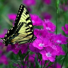 Схема вышивки «На цветке»