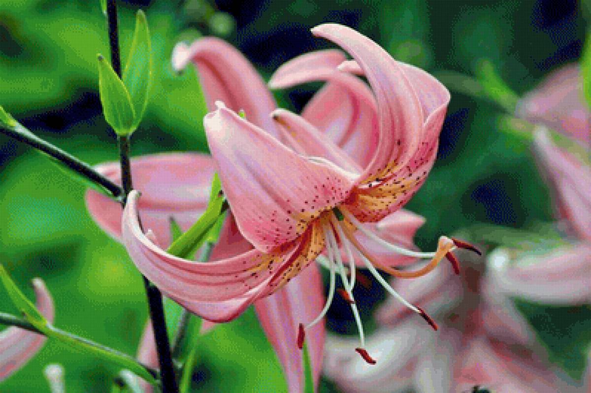 Лилия - лилия, цветы - предпросмотр