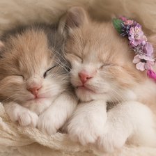 Схема вышивки «котята»