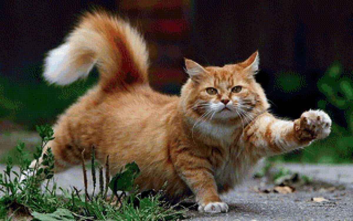 Katze - кот, прогулка, лето - предпросмотр