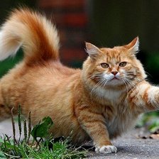 Схема вышивки «Katze»