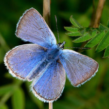 Схема вышивки «Голубянка»