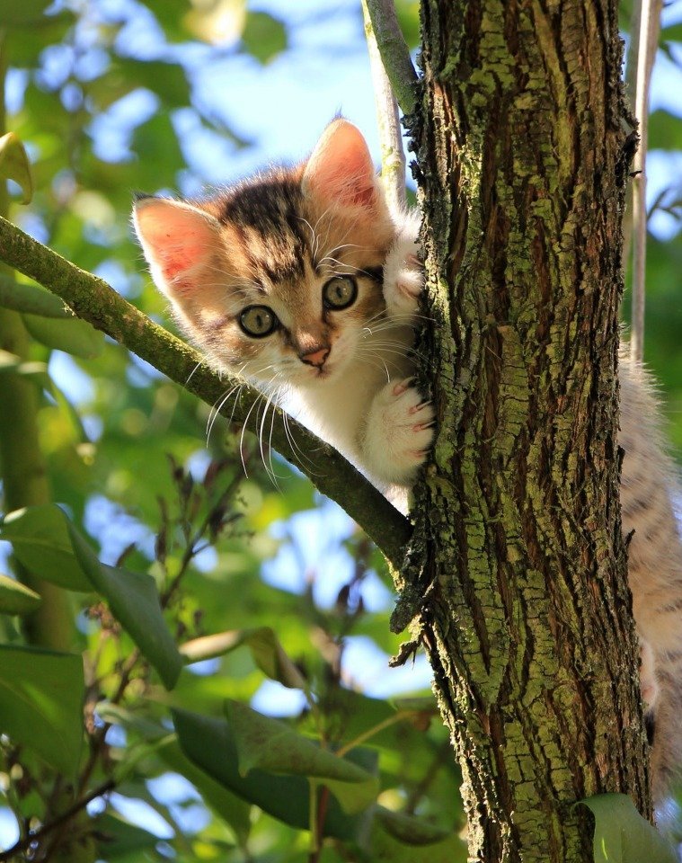 на дереве - кот, портрет, животные - оригинал