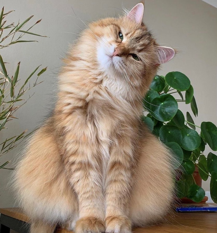 красавчик - кот, животные, портрет - оригинал