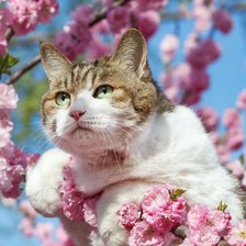 Схема вышивки «кот»