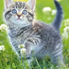 Схема вышивки «кот»