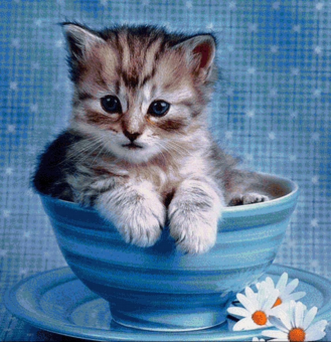 кот - портрет, кот, животные - предпросмотр