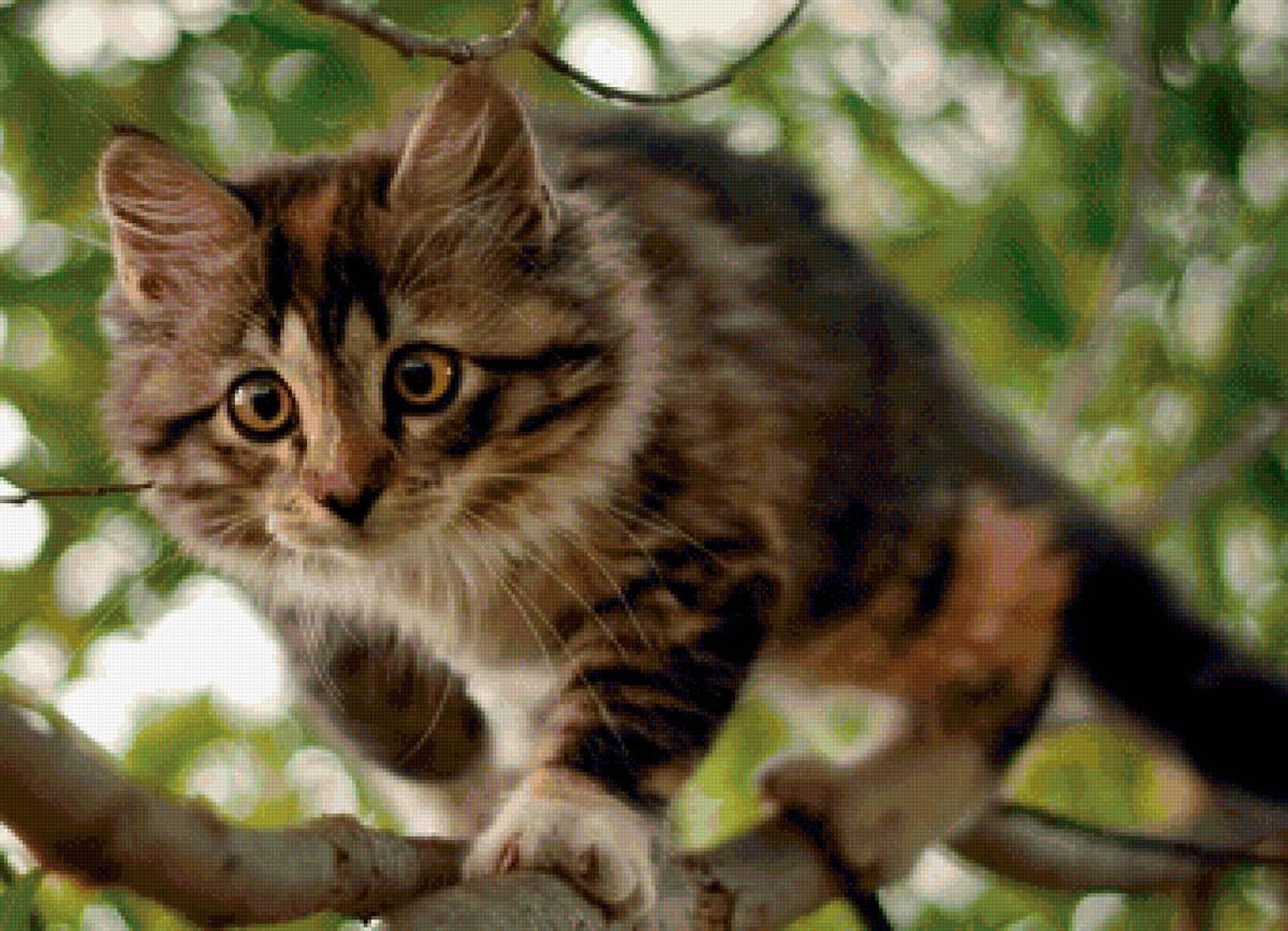 кот - портрет, животные, кот - предпросмотр