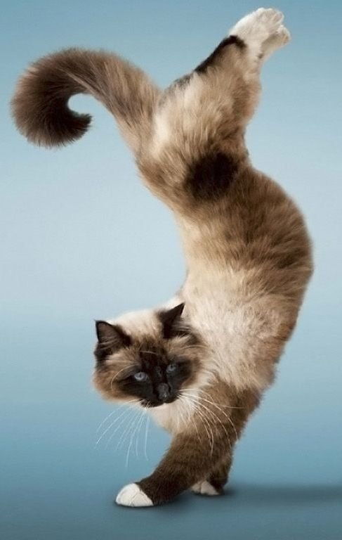 кот - портрет, животные, кот - оригинал