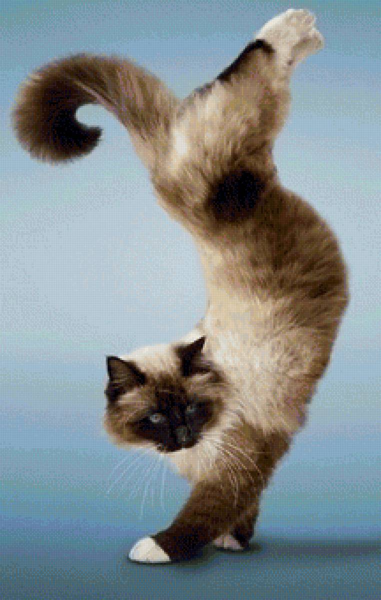 кот - животные, кот, портрет - предпросмотр