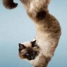 Схема вышивки «кот»