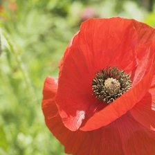 Схема вышивки «красный мак»