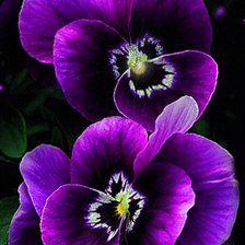 Схема вышивки «Анютины глазки»