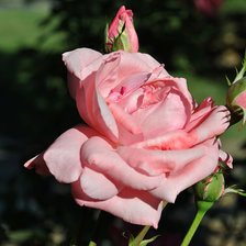 Схема вышивки «Розочка»