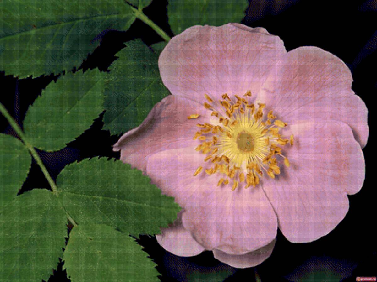 Шиповник - шиповник, цветы - предпросмотр