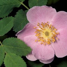 Схема вышивки «Шиповник»