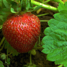 Схема вышивки «Клубничка»