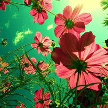 Схема вышивки «Космея»