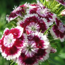 Схема вышивки «Гвоздика»