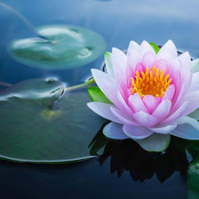 Схема вышивки «Кувшинка»