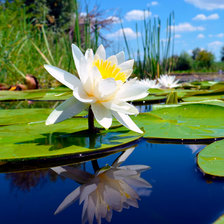 Схема вышивки «Кувшинка»