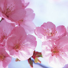 Схема вышивки «Сакура»