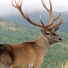 Схема вышивки «Олень»