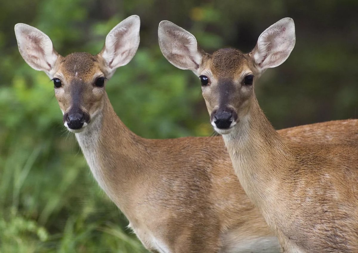 Олени - олени, животные - оригинал