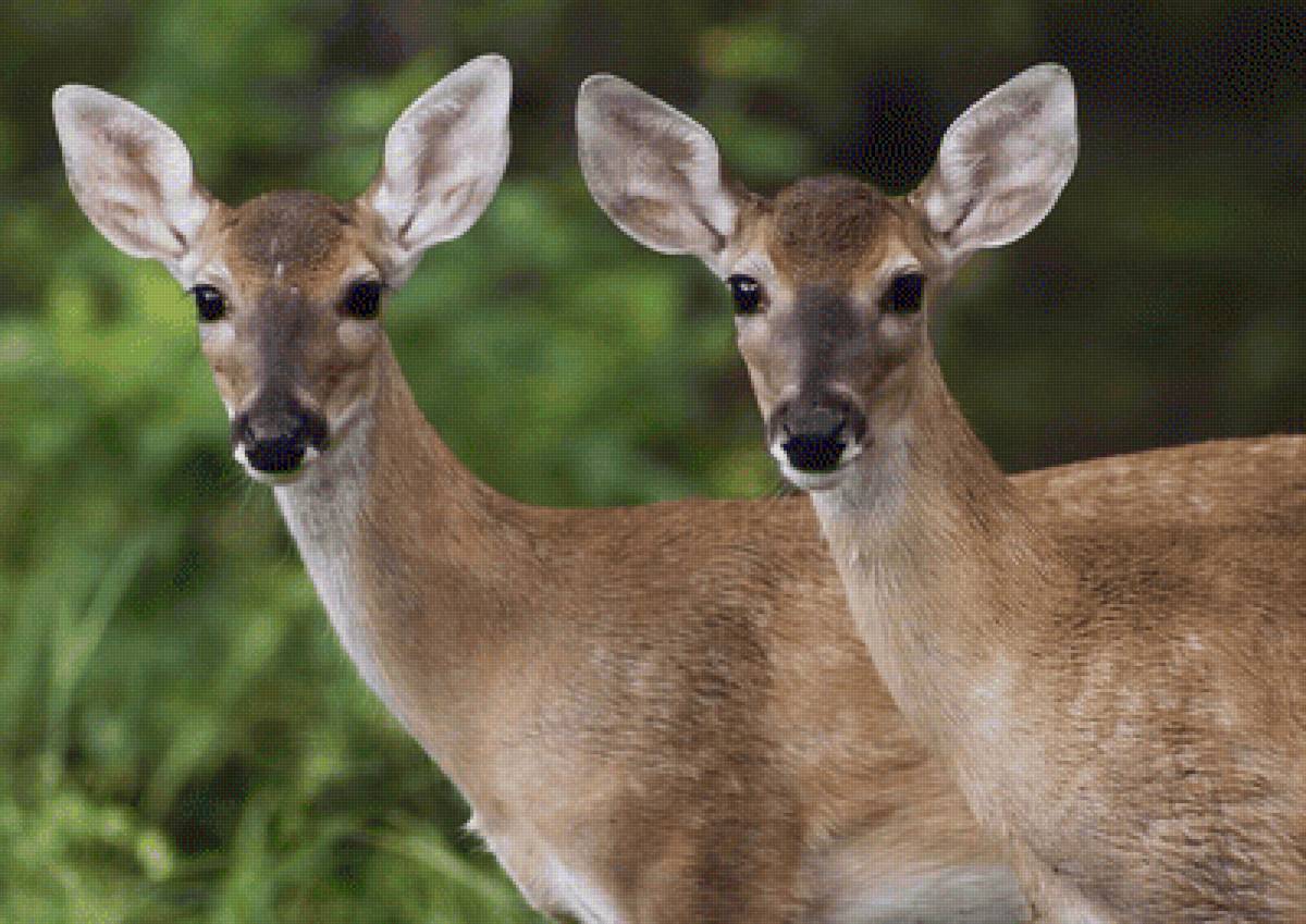 Олени - олени, животные - предпросмотр