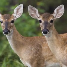 Схема вышивки «Олени»
