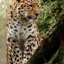 Схема вышивки «Леопард»