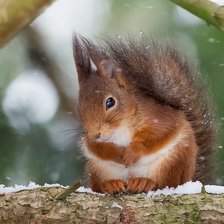 Схема вышивки «белка»