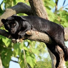 черный ягуарн на отдыхе