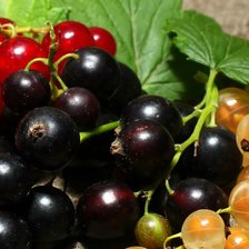 Схема вышивки «Смородиновое ассорти»